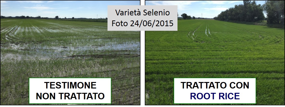 Comparazione delle piante di riso trattate con ROOT RICE e Testimone